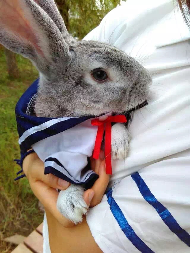 曾经差点病死，两年后可爱得不得了，我是这样养好兔子的