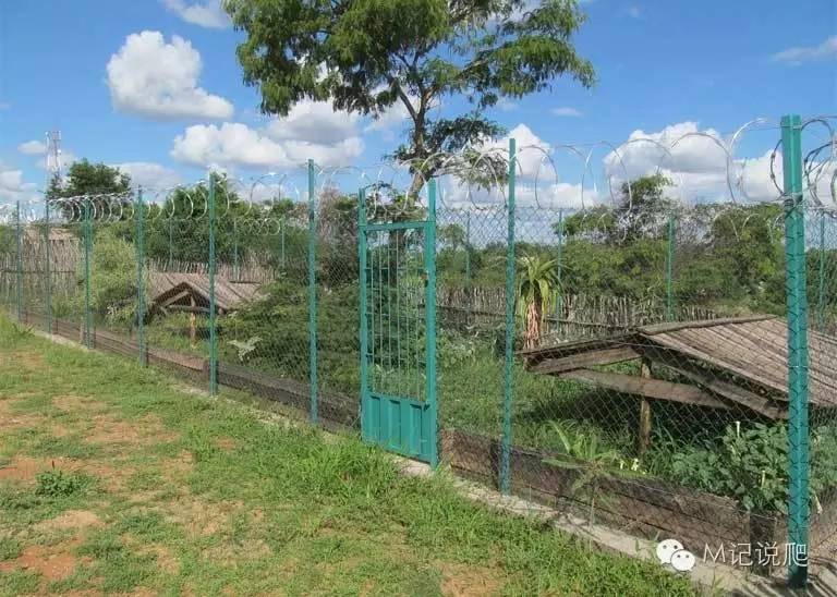 辐射陆龟名字由来,辐射陆龟是什么