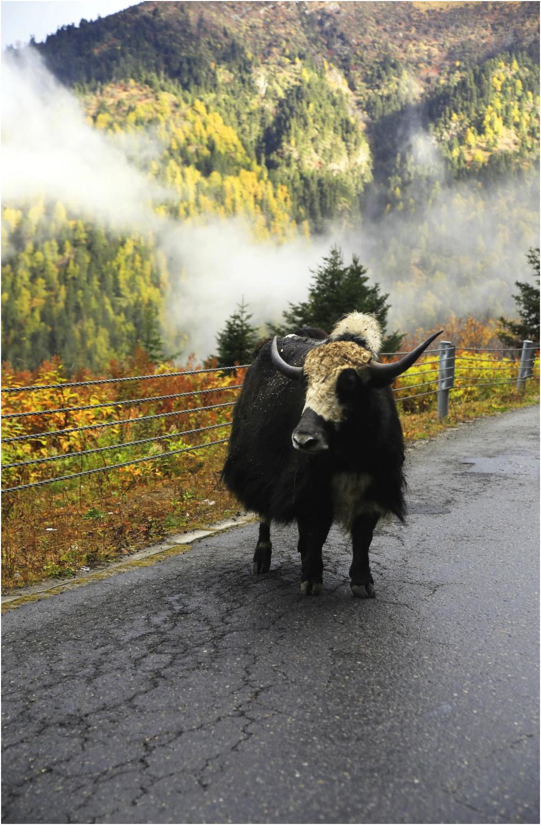 穿越色季拉山口吃到酸臭的牦牛奶渣（二）