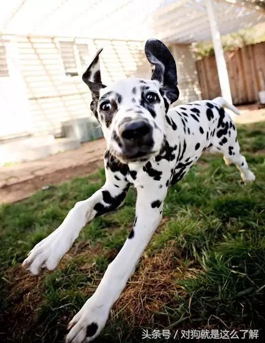 斑点狗科普点读,斑点狗大麦町犬好养吗