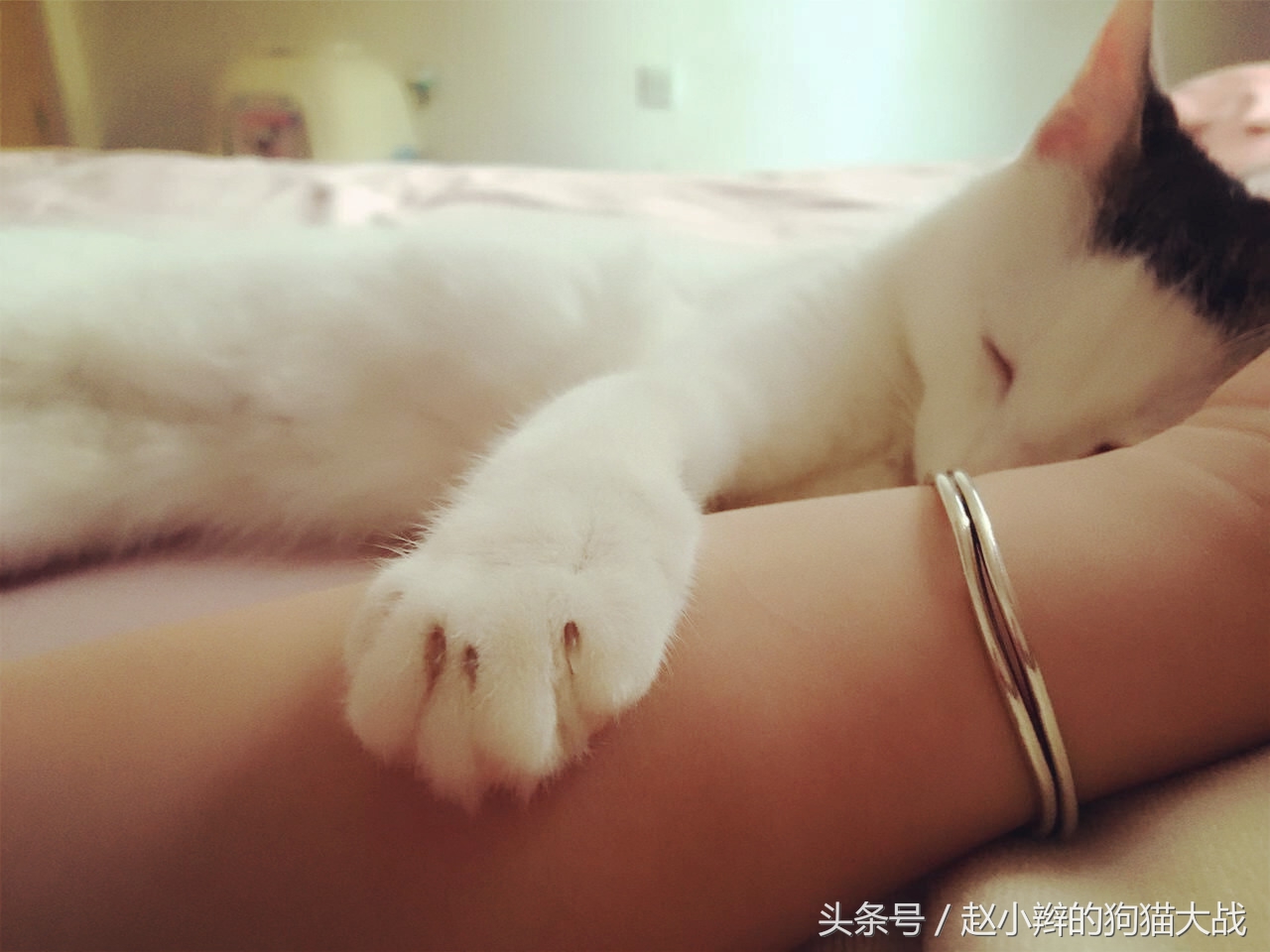 喵星人和主人睡一起,喵星人有多种情绪