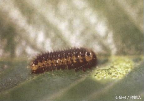 会吃叶子的虫子有哪些,哪些虫子爱吃树叶虫
