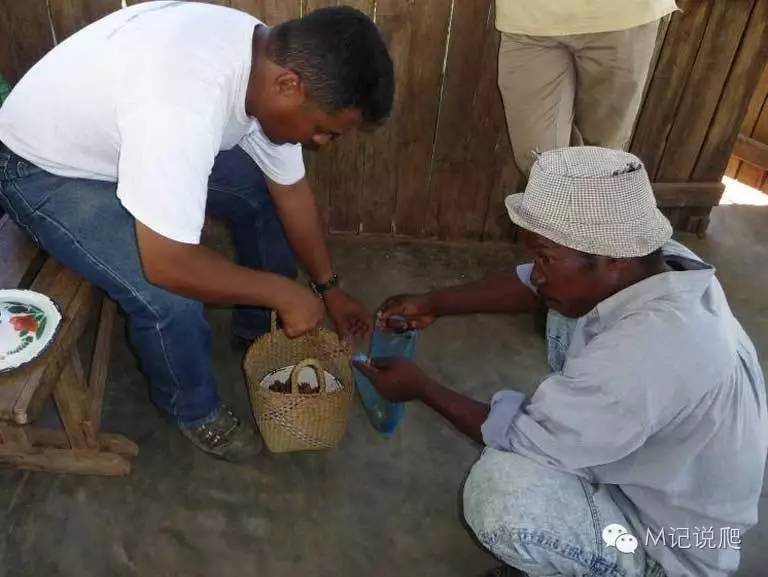 辐射陆龟名字由来,辐射陆龟是什么