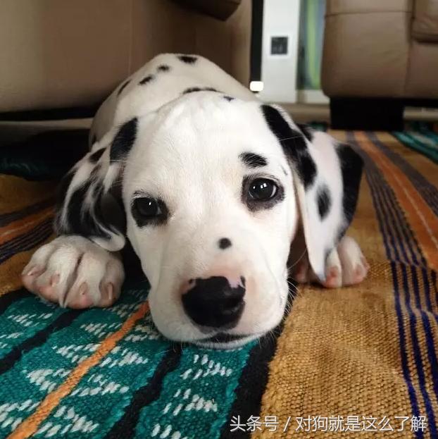 斑点狗科普点读,斑点狗大麦町犬好养吗