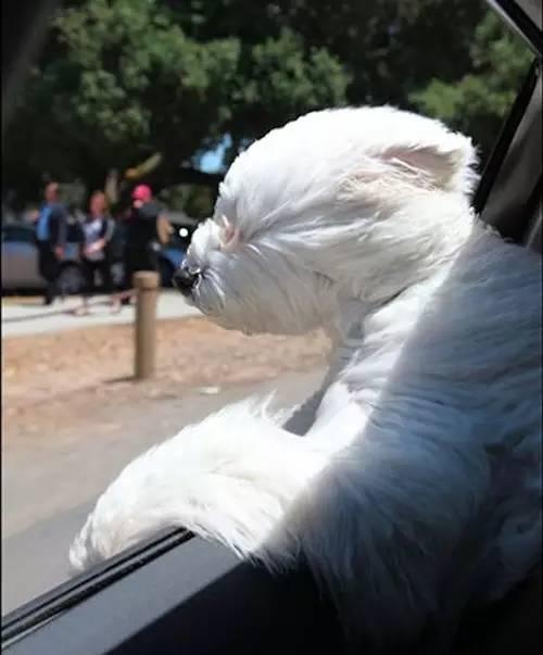 天价的狗,天价狗的视频大全