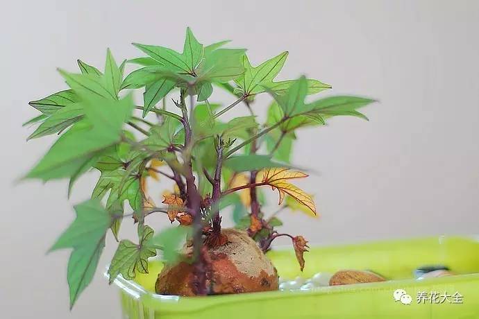 在家怎样水培种植物,50种水生植物最好养的水培花