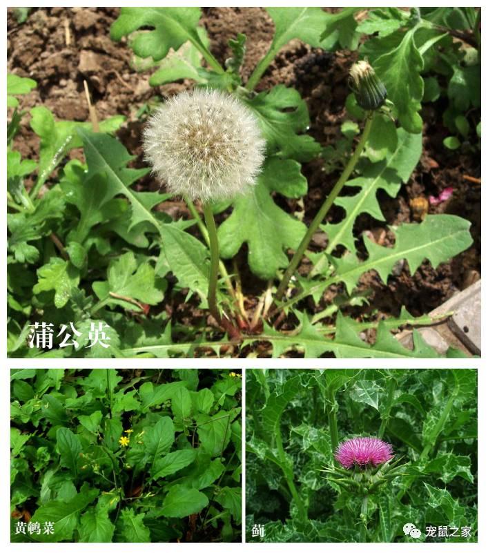 缇庨澶╀笅鍏荤敓澶у笀,缇庨澶╀笅棣欑尓