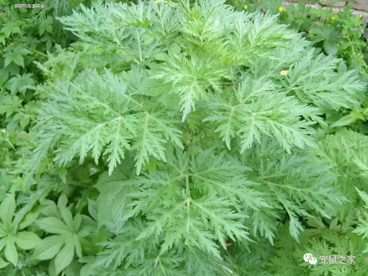 缇庨澶╀笅鍏荤敓澶у笀,缇庨澶╀笅棣欑尓