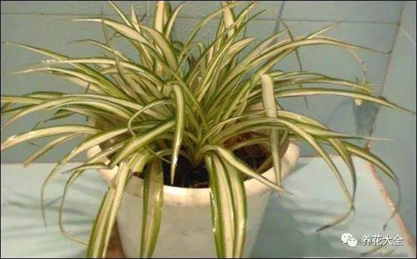 吊兰妙招,学会这四招轻松把花养得枝繁叶茂