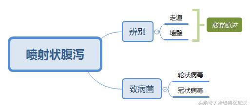 猪水样腹泻,40斤猪拉黄色水样稀便是怎么回事