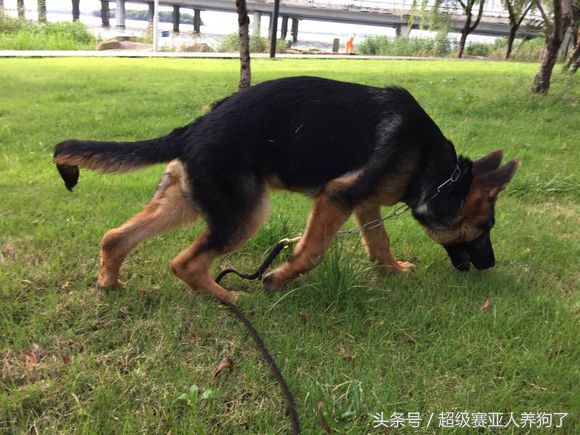 德牧常识大全,聊聊德牧保护肠道