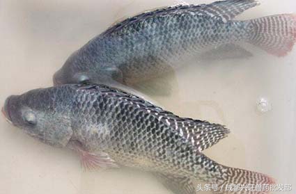 寒潮对广西的罗非鱼有影响吗,养殖罗非鱼抗冷吗