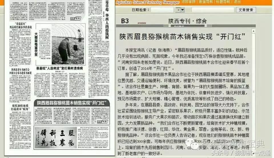 人工种植猕猴桃苗木价格,种植什么品种猕猴桃最有销路