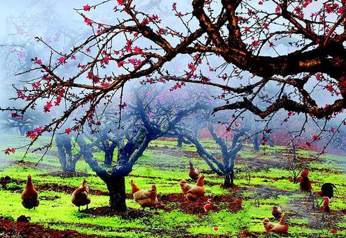 土鸡品种和名称大全,土鸡的概念与辨别