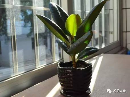 水养发财树绿萝黄叶掉叶怎样补救,绿萝发财树怎么养不烂根