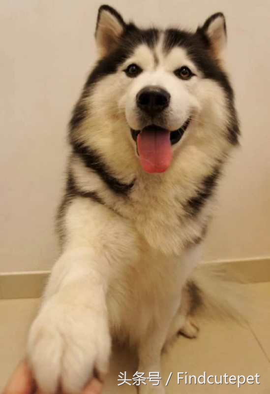 便宜又好养的三种狗品种,国外狗有几种