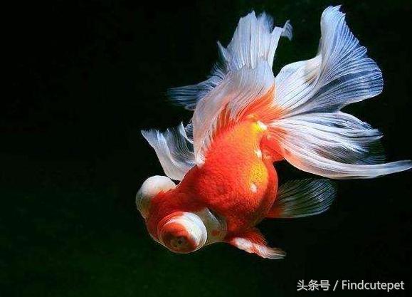 适合5岁小朋友的宠物,最适合五年级小朋友养的宠物