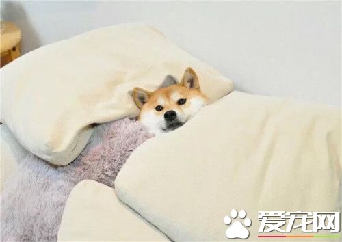上海专业柴犬犬舍,柴犬幼犬价格多少钱一只正规犬舍