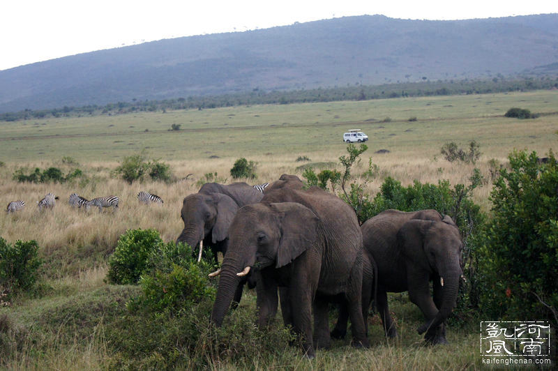 2021年东非动物大迁徙全程直播,东非草原野生动物大迁徙