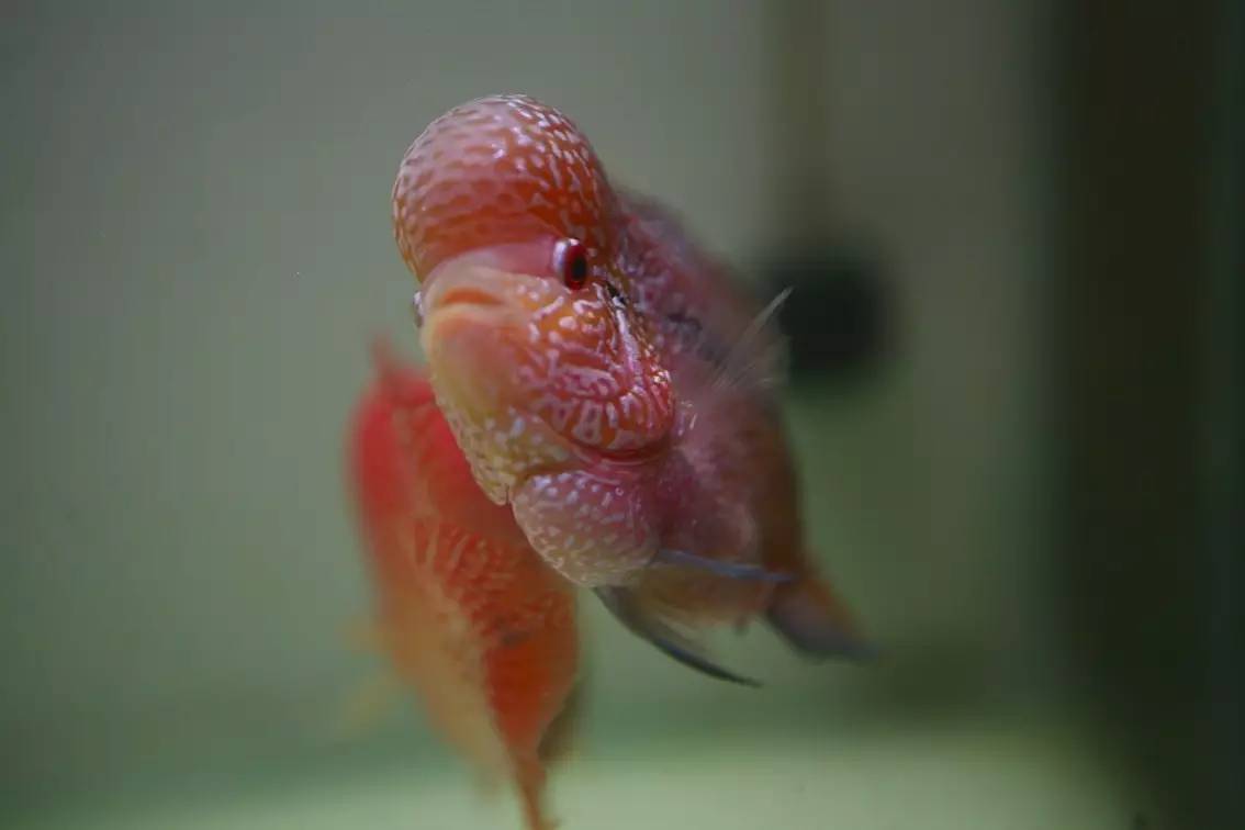 罗汉鱼被压制怎么办,罗汉鱼压苗是什么意思