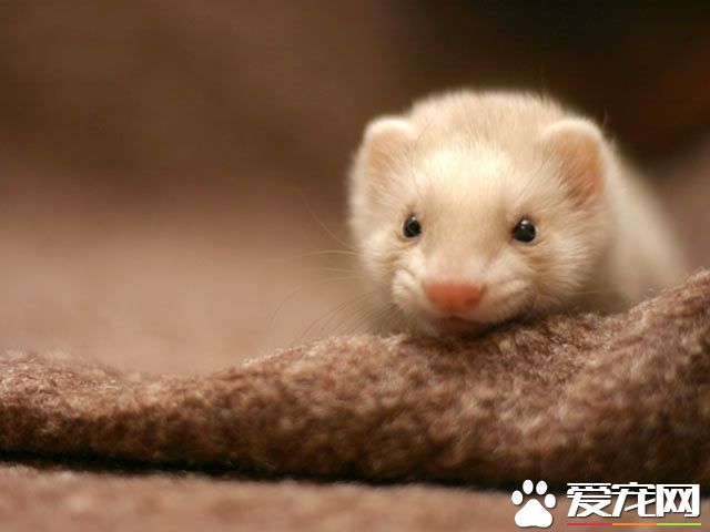 宠物貂夏天怎么办,宠物貂怎么护理保养好