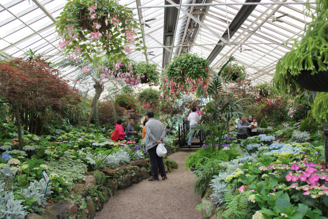 新闻野生东北虎咬死一车人,豹猫咬死多只家禽被打死