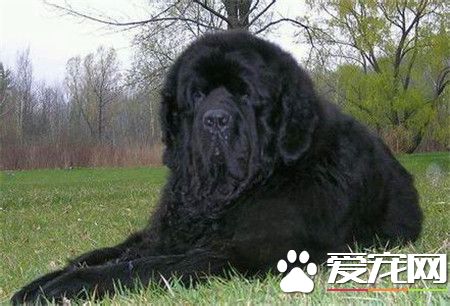 纽芬兰犬智商高吗还是非常聪明的狗狗