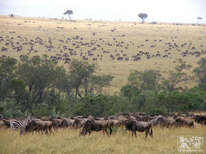 2021年东非动物大迁徙全程直播,东非草原野生动物大迁徙