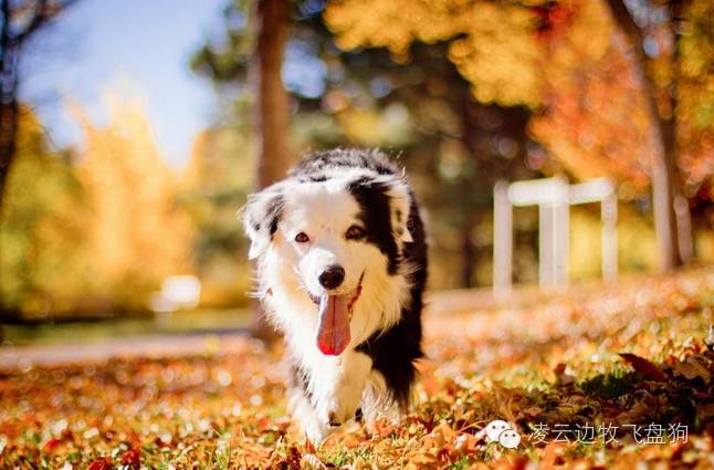 伴侣犬行为管理是什么,大狗狗伴侣犬怎么养活