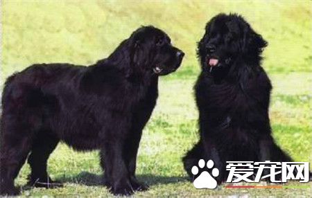 纽芬兰犬属于什么犬种,纽芬兰犬为什么温和