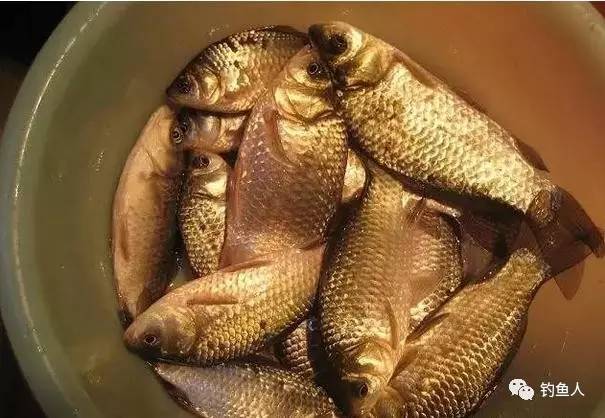 冬钓大板鲫实用绝招,冬钓技巧快速钓到大板鲫