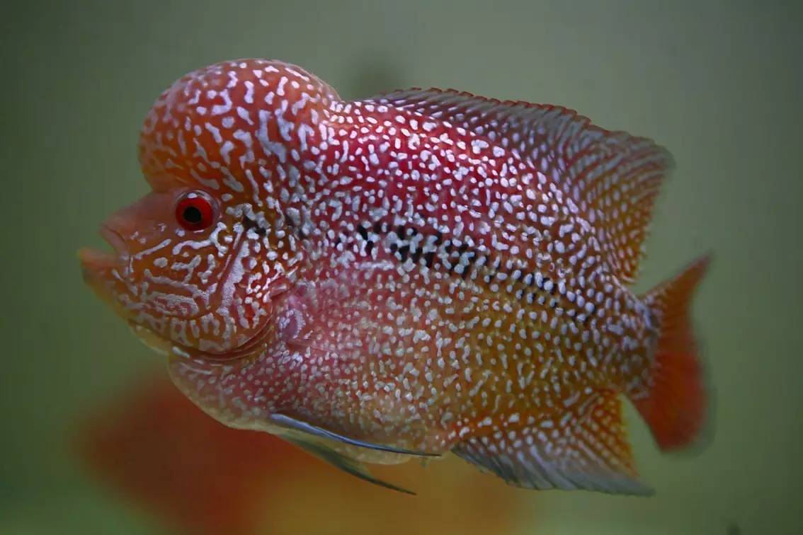 罗汉鱼被压制怎么办,罗汉鱼压苗是什么意思