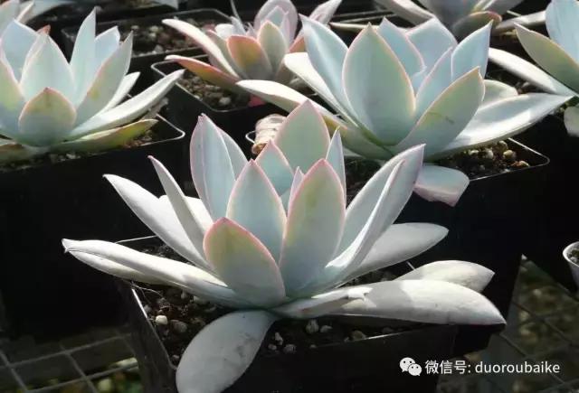 多肉植物服盆养殖方法,多肉服盆期不消耗叶片