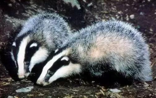 王安石的作者背景,王安石前世