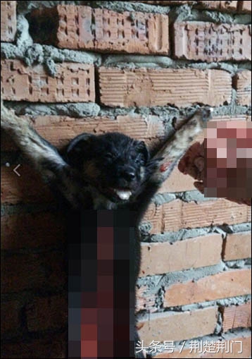 俄罗斯扑杀流浪狗,俄罗斯人扑杀流浪狗