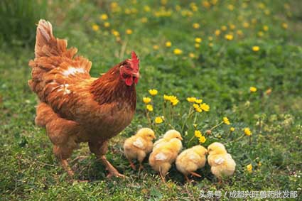 肉鸡中鸡粪便稀什么原因,肉鸡粪便稀原因