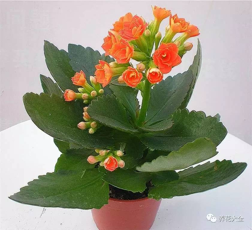 发财树的土养不活绿萝,养了几年的绿萝为什么没有根