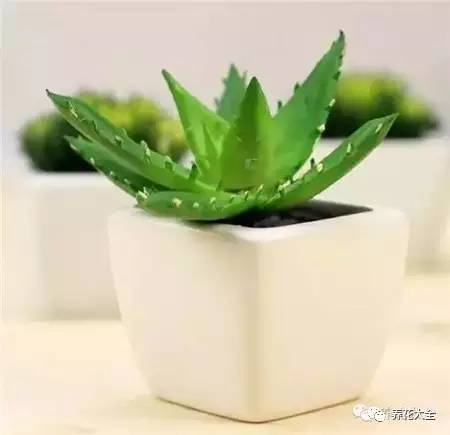 水养发财树绿萝黄叶掉叶怎样补救,绿萝发财树怎么养不烂根