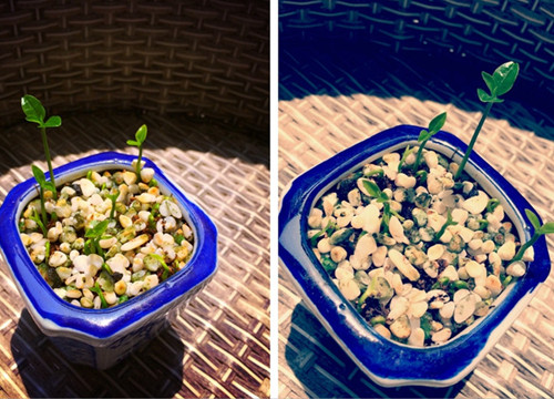 柚子的籽做成小盆栽的步骤,如何把吃剩下的柚子籽来种柚子