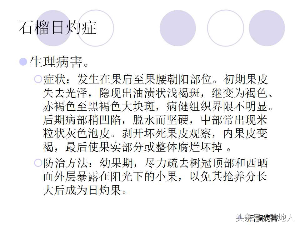 石榴虫害,石榴虫害图解大全