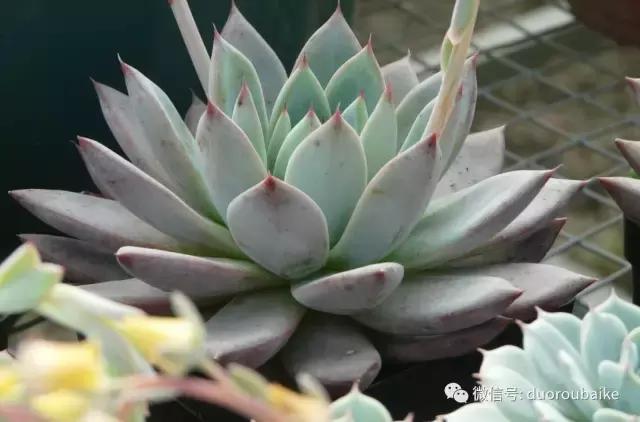 多肉植物服盆养殖方法,多肉服盆期不消耗叶片