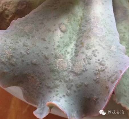 多肉会出现的病虫有哪些,网上刚买的多肉怎样种植怎样养护