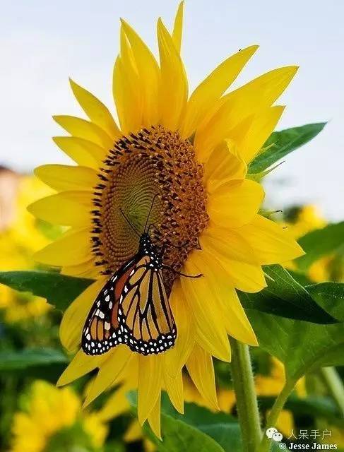 新年赏国花,世界各地最美的国花