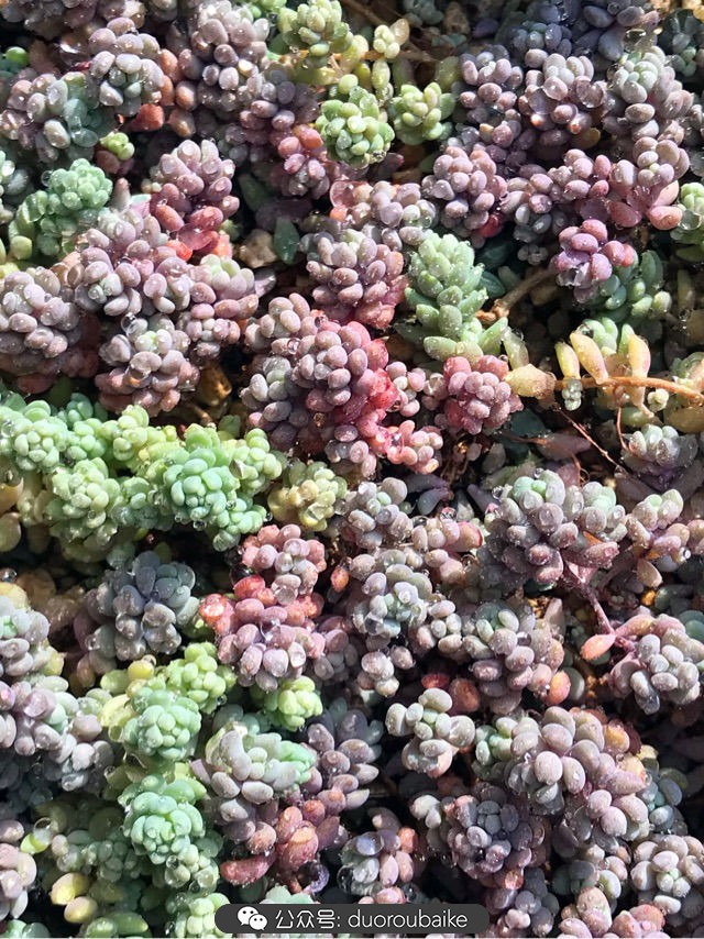 大姬星美人多肉,姬星美人怎么样爆盆