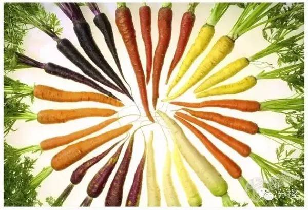 没有羊胎素葡萄树,羊胎素和玻尿酸哪个护肤好