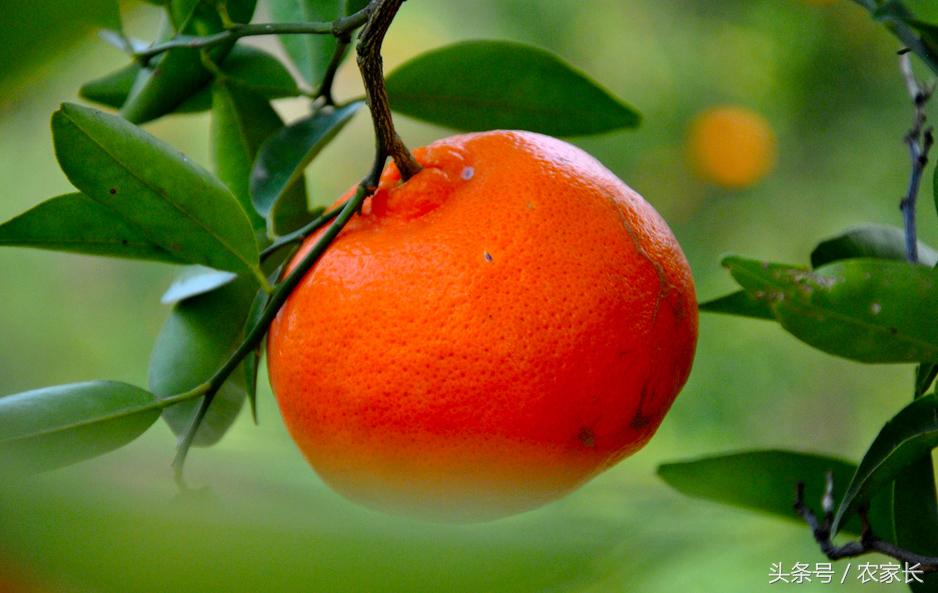 树里藏“火”小灯笼甜甜农家小红桔