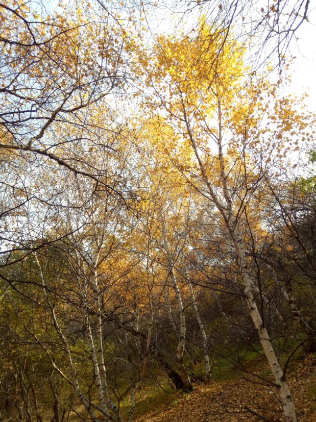 张北天路行,深度还原张北天路