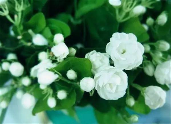 中国各大城市的市花分别是什么,吉林省省会长春市市花是什么