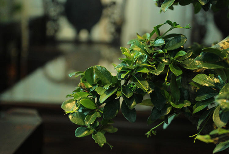 哪些绿色植物可以净化室内空气,室内绿色植物多的优点与缺点