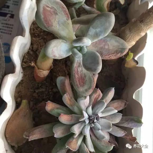 光照条件不好适合养什么花,花养不好是家里气场不好吗